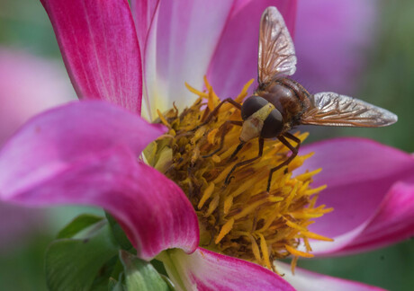 Stadsreus op Dahlia