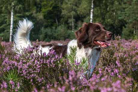 Drentsche Patrijshond in de heide