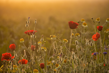 Veldbloemen