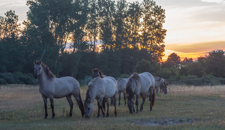 Wilde paarden bij zonsopkomst