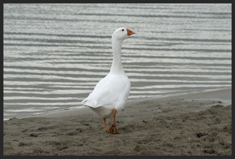 White Goose