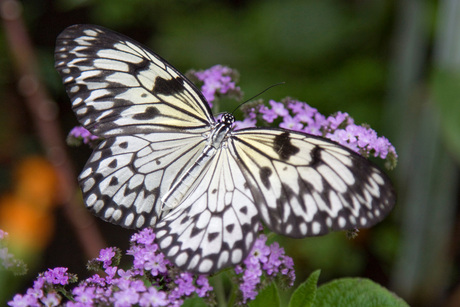 bonte vlinder