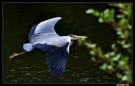 blauwe reiger in de vlucht