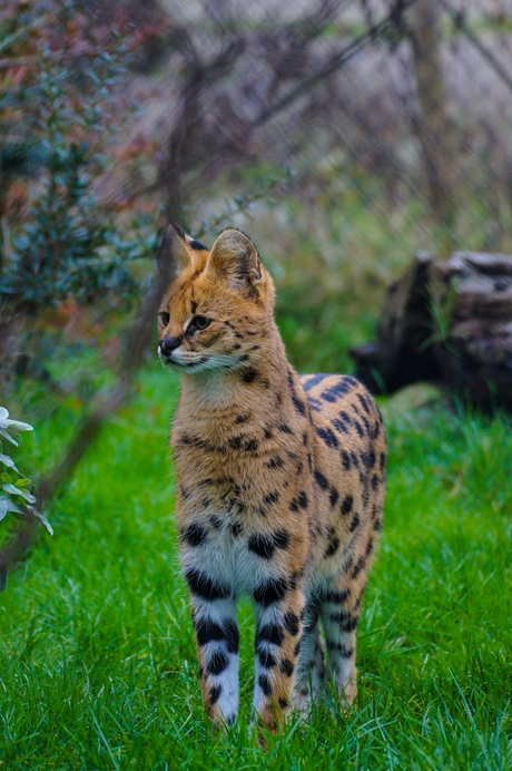 Serval