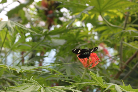 Artis - vlindertuin