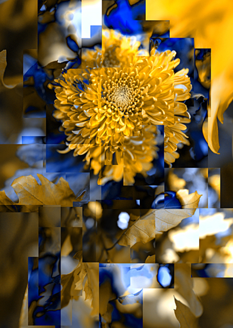 chrysant 02.jpg