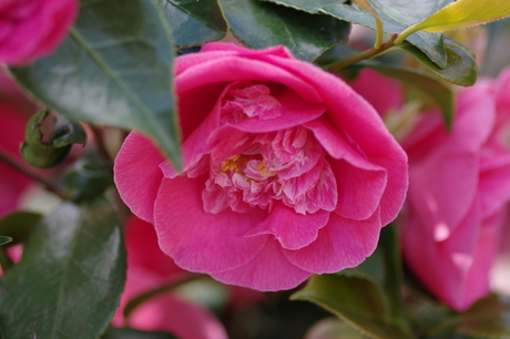 Camelia