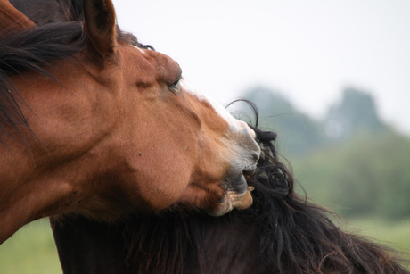 Bijtend paard.jpg