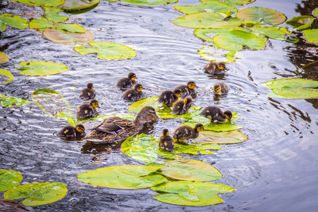 Moedereend met kroost