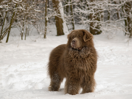 Figo in de verse sneeuw