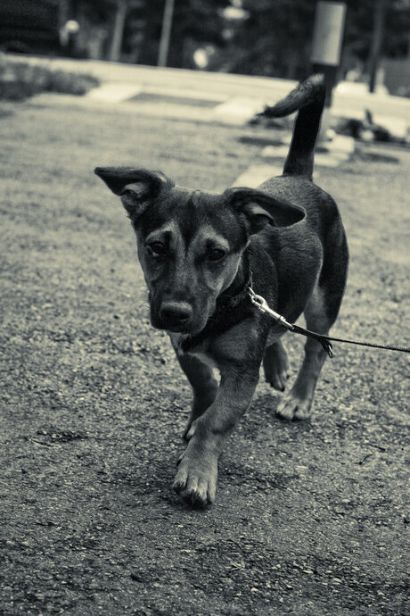 Lopen met de hond