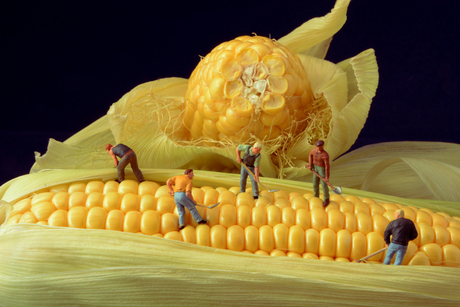 Then plough deep while sluggards sleep, and you shall have corn to sell and to keep.