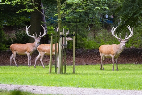 Door de tuin