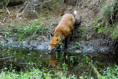 Vos heeft dorst