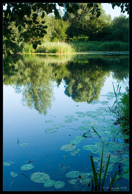 Biesbosch