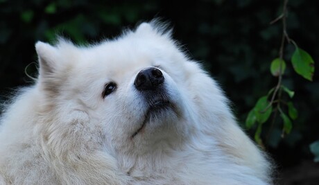 Close-up van mijn beste vriend.