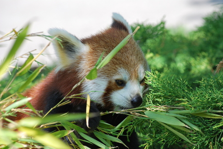 kleine panda