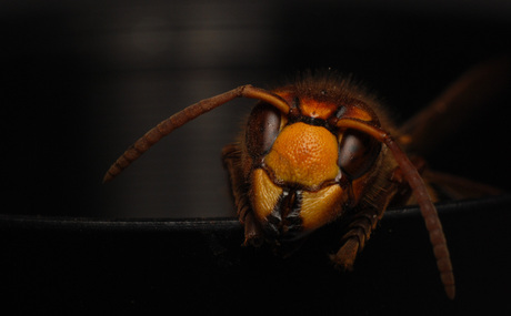 pertret van een hoornaar