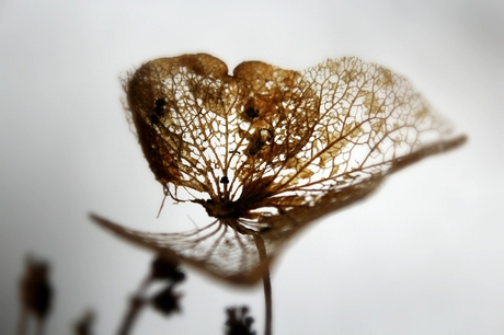 hortensia blad