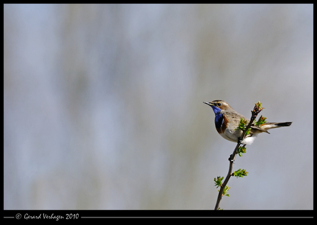 Blauwborst