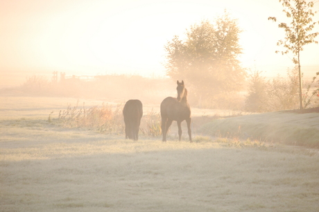 Friese veulens