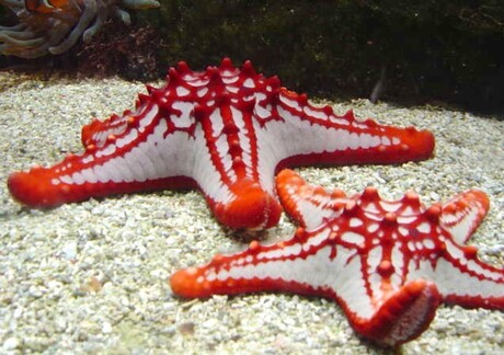 Tropical starfishes