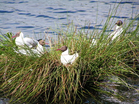 Meeuwen in de peel