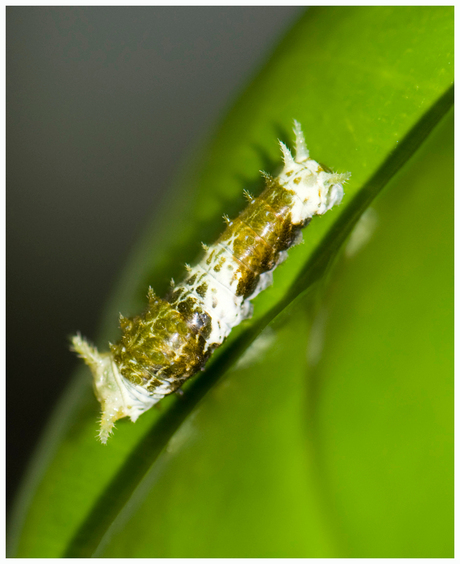 Filippijnse groene rups