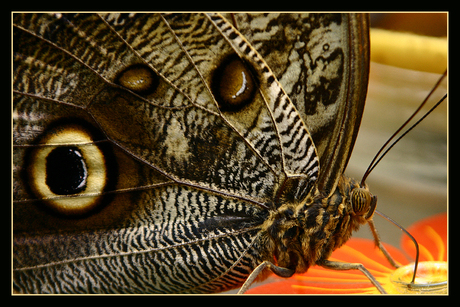 Vlinder in vlindertuin