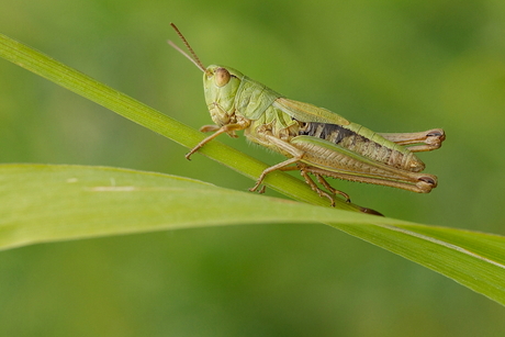 green hopper