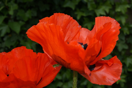 in de achtertuin