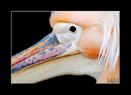 pelican...