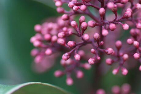 Skimmia