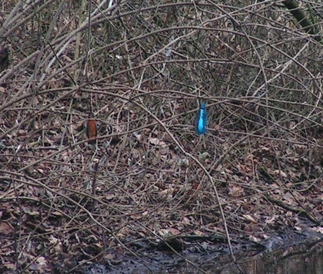 Harderwijkse ijsvogels