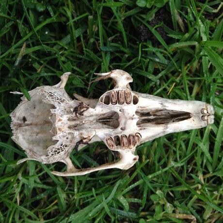 Animal skull