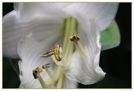 hosta