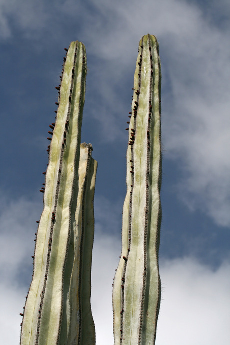 The cactus towers