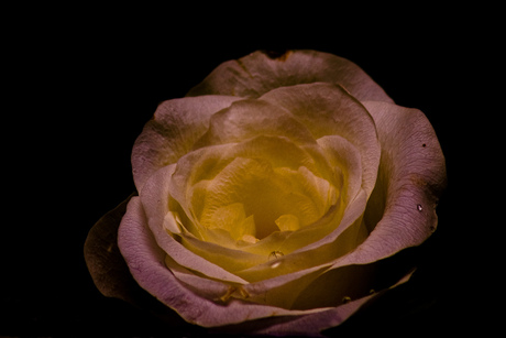 dramatic rose