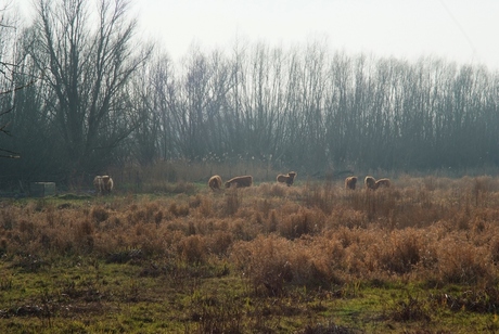 Wandeling Numansdorp