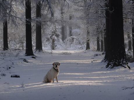 Hond in de sneeuw