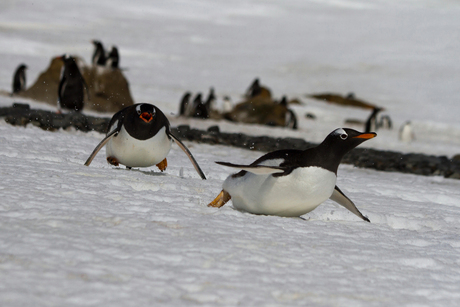 Chasing Penguins