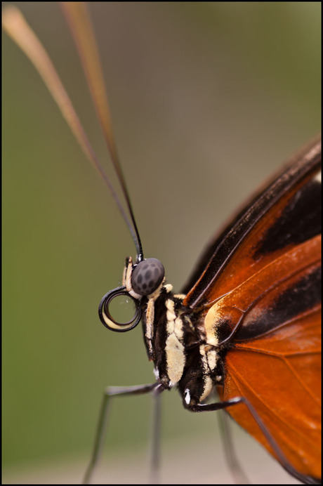 Heliconius Hecale