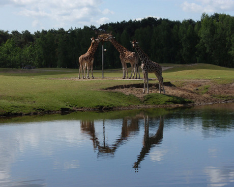 Giraffen Beekse Bergen