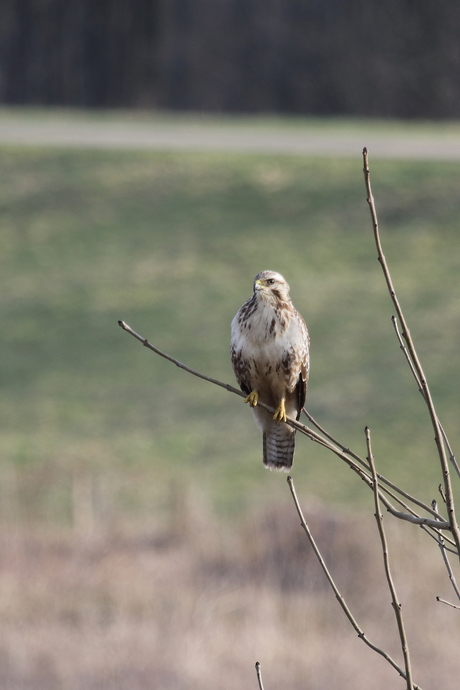 Buizerd (Buteo lagopus)