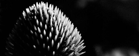 Centre of the flower