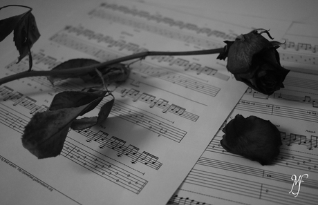 Een roos en bladmuziek