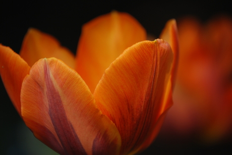 Orange Beauty