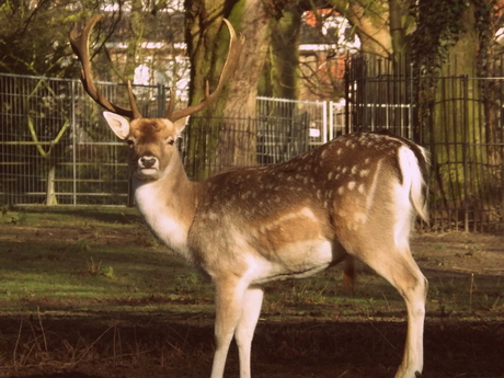 Dordrecht Herten foto