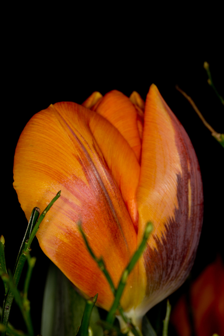 Tulp