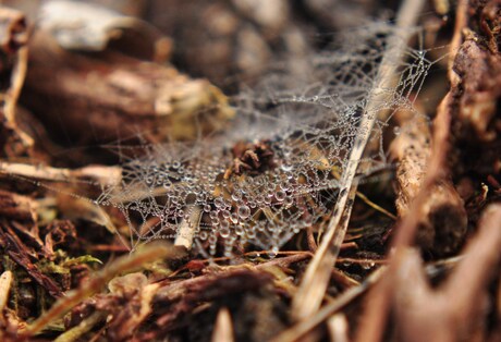 Spinnenwebje met dauw